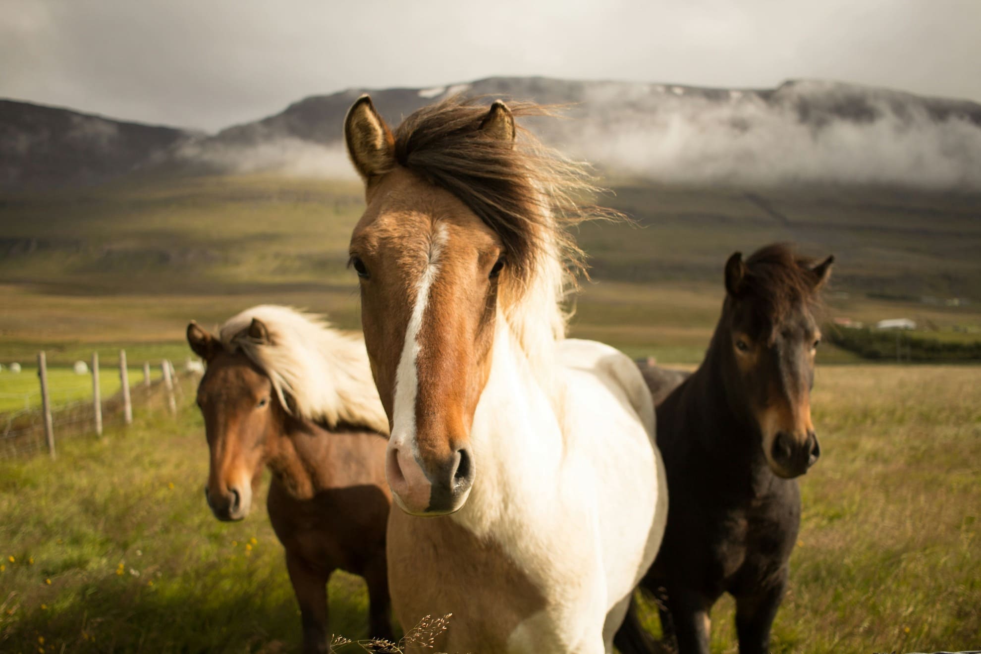 Mobile view of horse massage with BondPaw