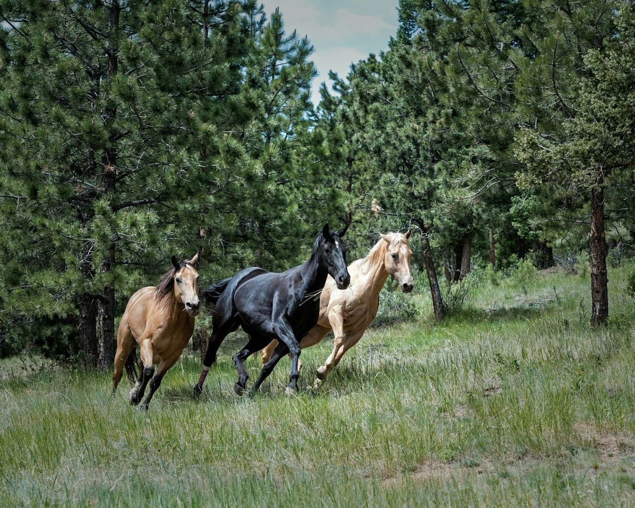 Horse enjoying improved circulation